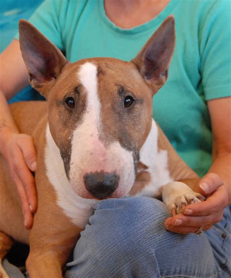She is not good with other dogs or cats or small animals. . Bull terrier needs home